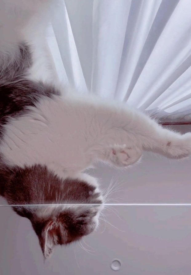 アクリル天板で寝転がるなぎくん