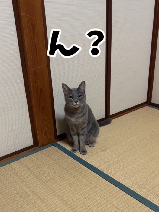 話しかけられる猫