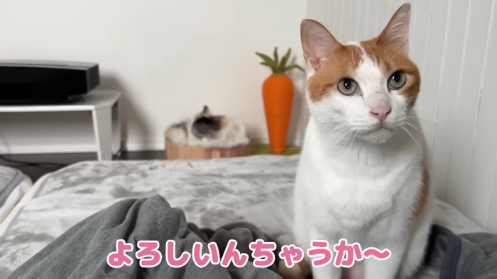 ご主人に甘える師匠