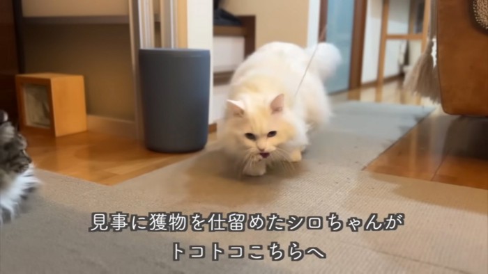 くわえる猫