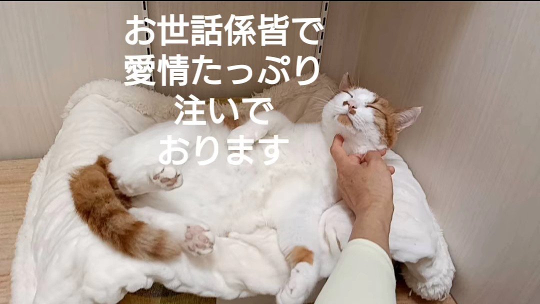 あごをなでられる猫