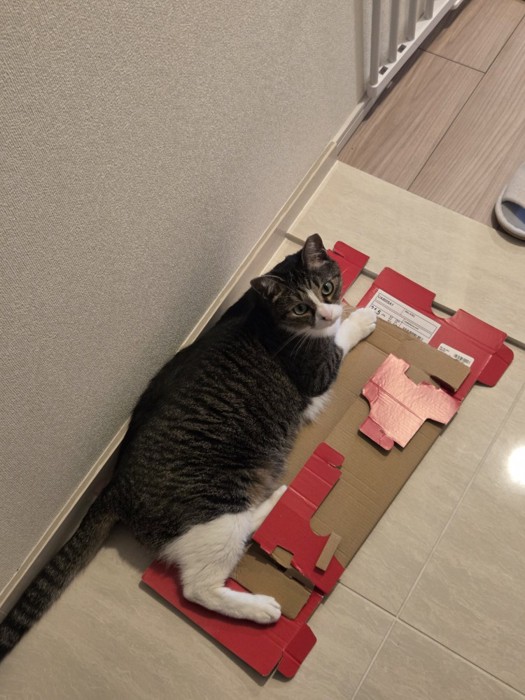 ダンボールに乗るつくねちゃん