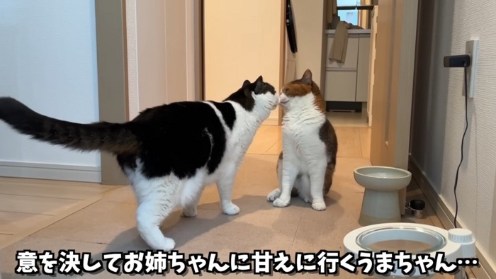 ライラちゃんにキスする、うま次郎くん