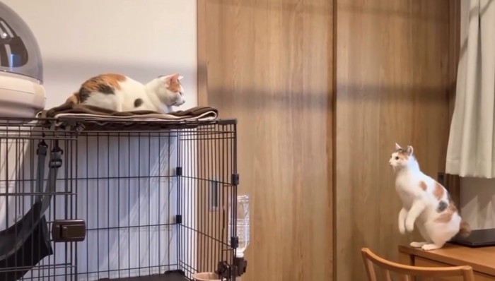 ケージの上を見上げる猫