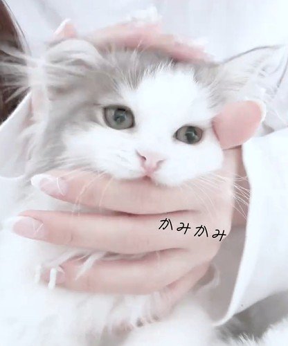 飼い主に頭をなでられている猫