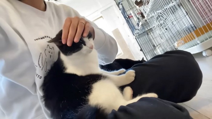お膝に乗る白黒さん