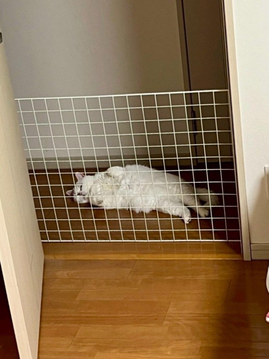 網ごしに寝転がる猫