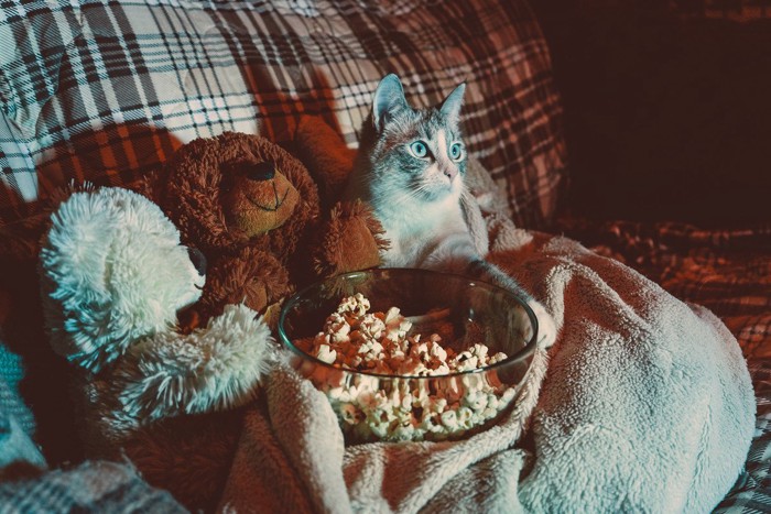 テレビを見る猫