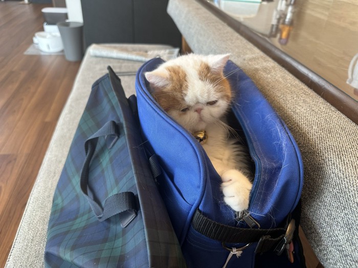 バッグの中に入って下を見る猫