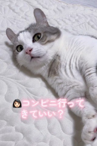 許可を求められる猫