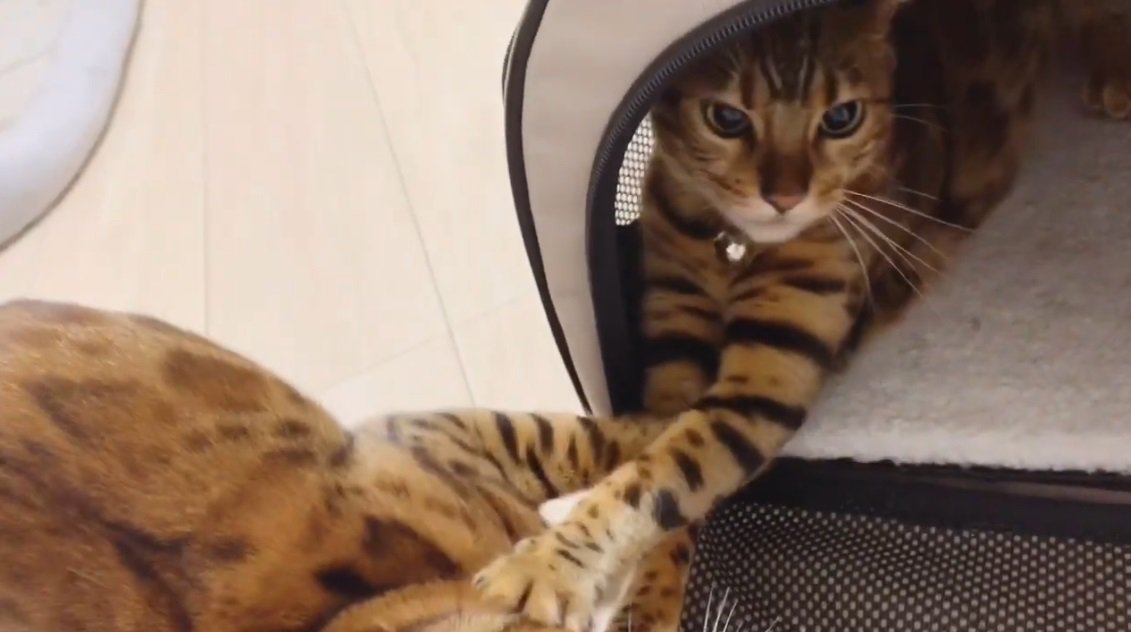 キャリーの中から猫パンチするベンガル猫