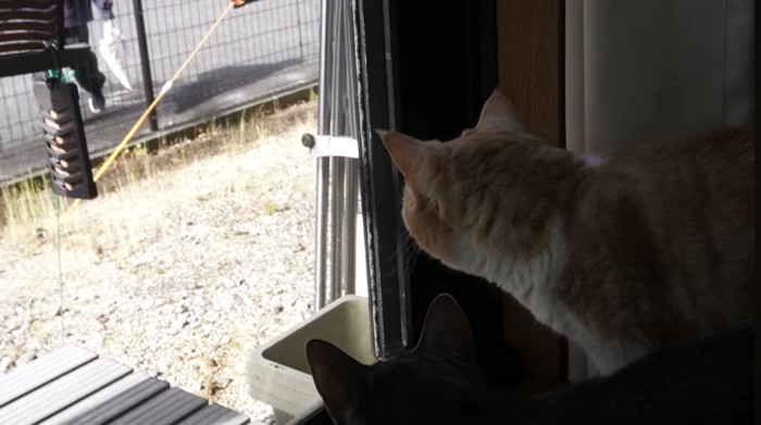 窓の外を見るスコティッシュフォールドとアビシニアン