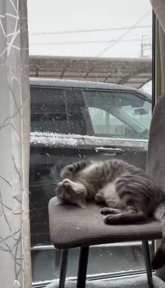 椅子にスリスリする猫