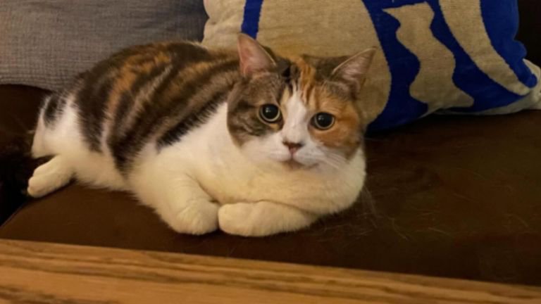 ソファーに座る猫