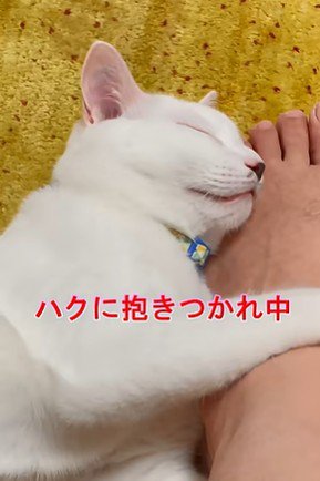パパさんの足を抱える猫