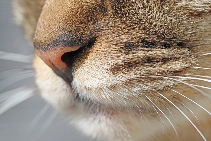 鼻水が出てる猫の鼻