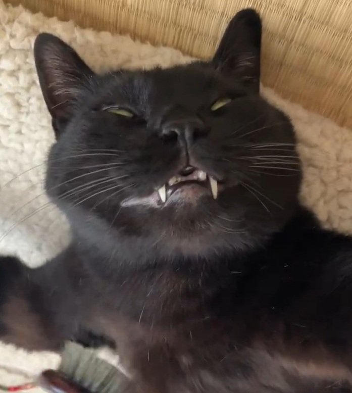 牙を出しながら寝るルーくん