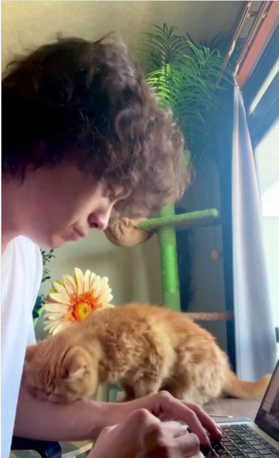 人の腕を噛んでいる猫