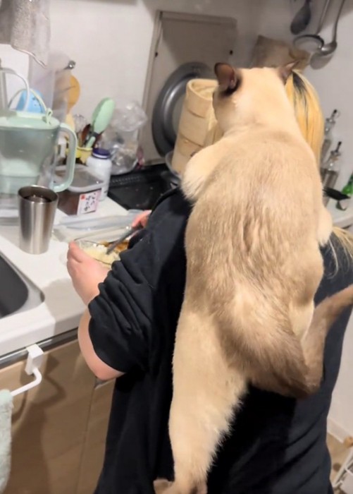 さらに上ろうとする猫