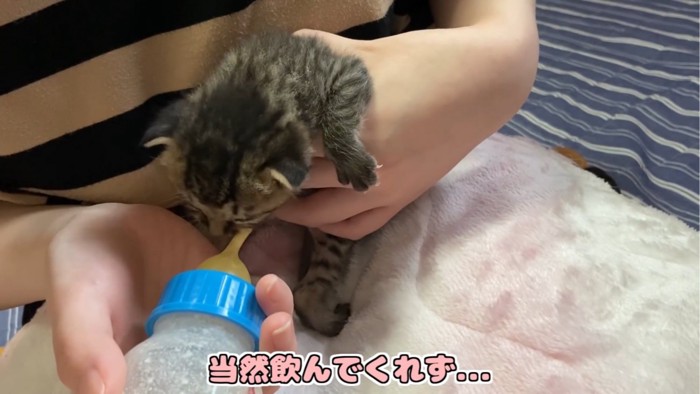 ミルクを飲まない子猫