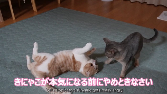 仰向けの猫と立っている猫