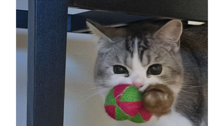 おもちゃを咥えている猫