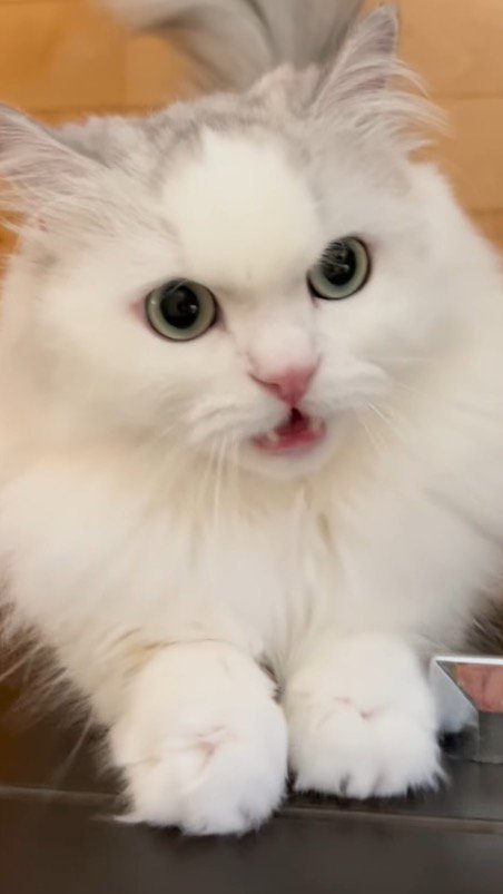 壁を引っ掻きながら鳴くミヌエット