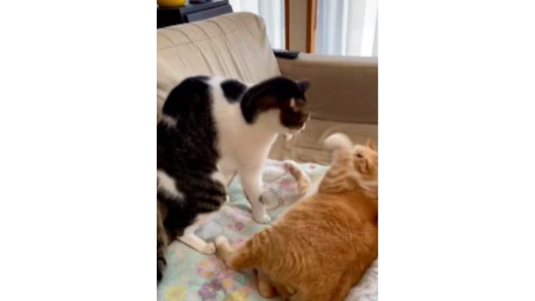 ケンカしている猫