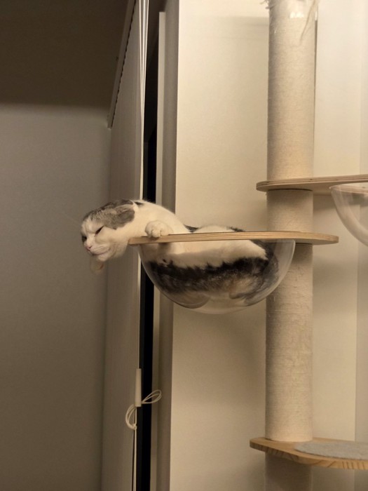キャットタワーのボウルから身を乗り出すシルバー柄の猫