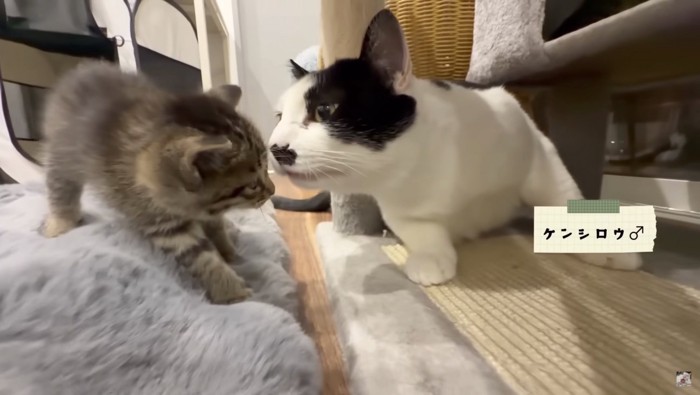 クンクンするケンシロウ