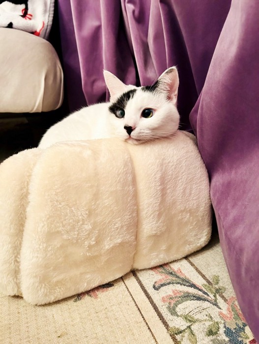 猫ベッドの上で顎を乗せてくつろぐ猫