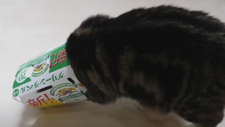 空き箱に入る猫