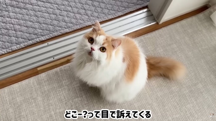 テロップ「どこー？って～」