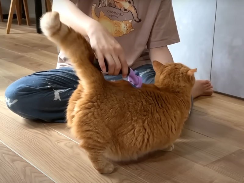 ブラッシングを受ける猫