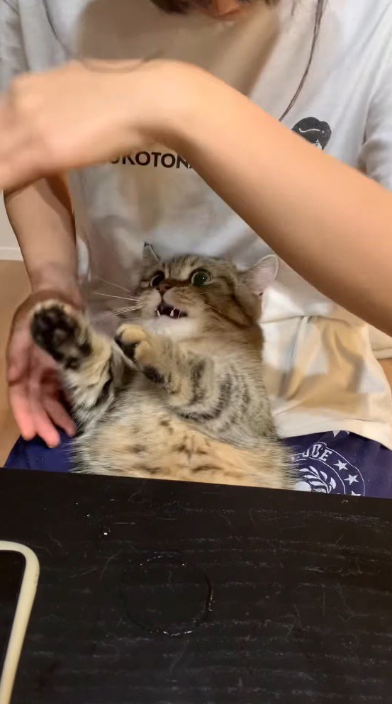 女性の手に前足を伸ばす猫