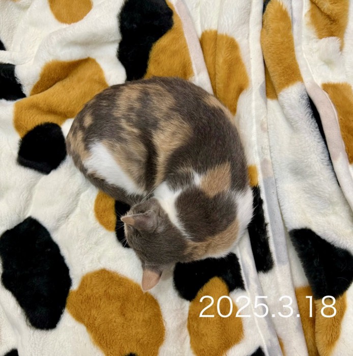 三毛猫の模様の毛布で寝る猫