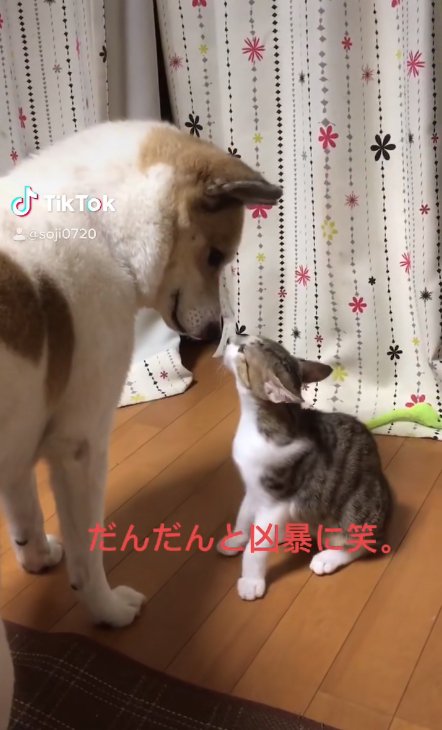 鼻と鼻を近づけている犬と猫