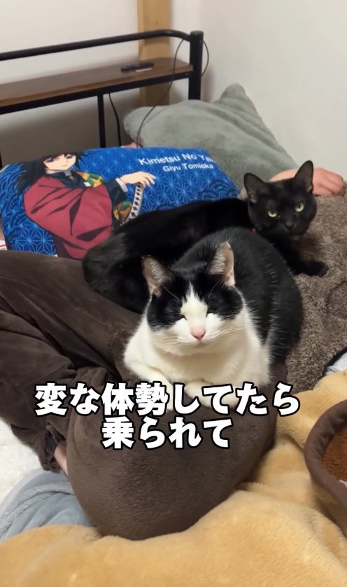 あぐらをかいて寝そべる飼い主の上にいる黒猫と目を瞑っているハチワレ