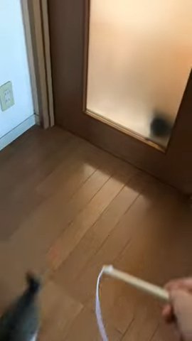 ドアのガラス越しに覗く猫