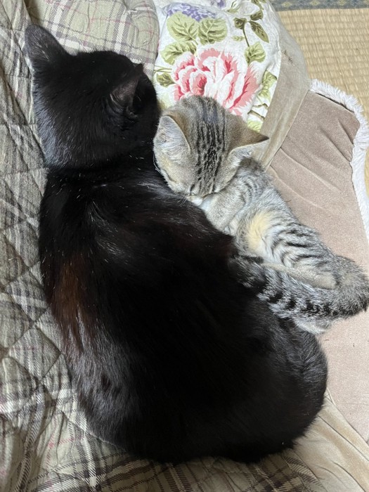 成猫にくっつく子猫