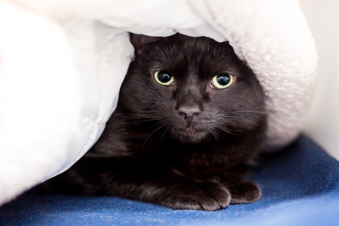 瞳孔が開いた猫