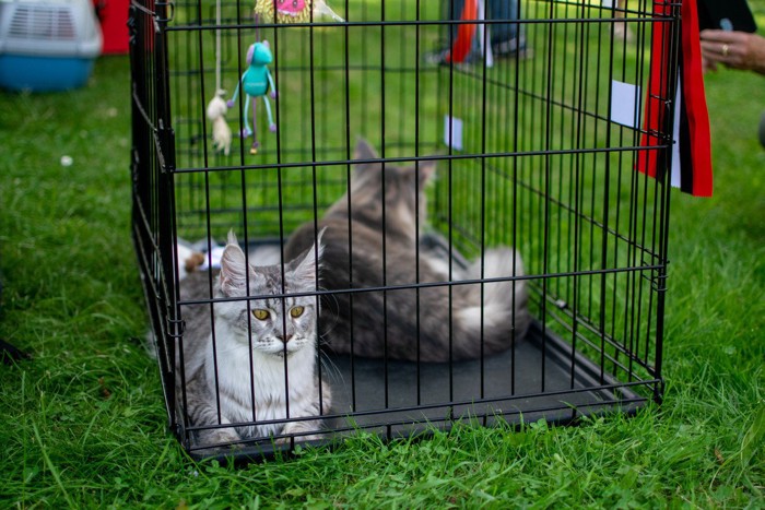 ケージに入れられてコンテストに参加するメインクーン猫たち