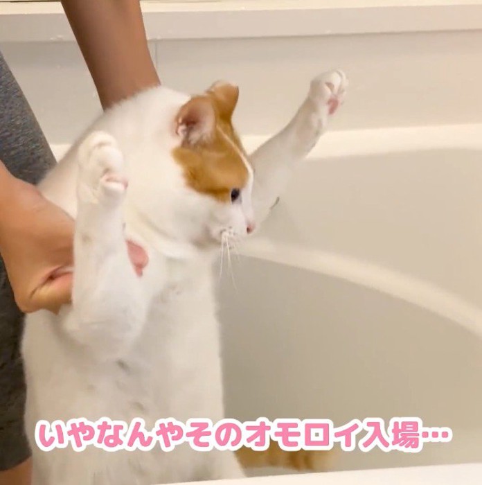 飼い主によって浴槽に降ろされるぶち猫