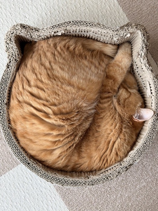 ニャンモナイト（手を爪とぎベッドの猫耳にはめてよりぎっちりはまっている）