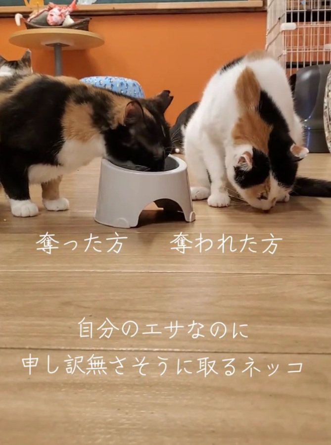 一粒食べる猫