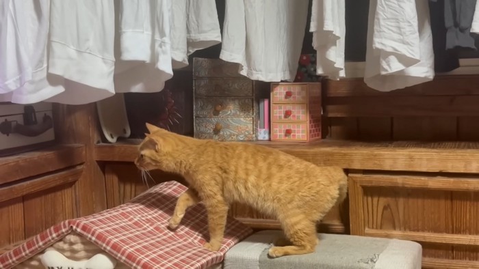 真剣な月ちゃん