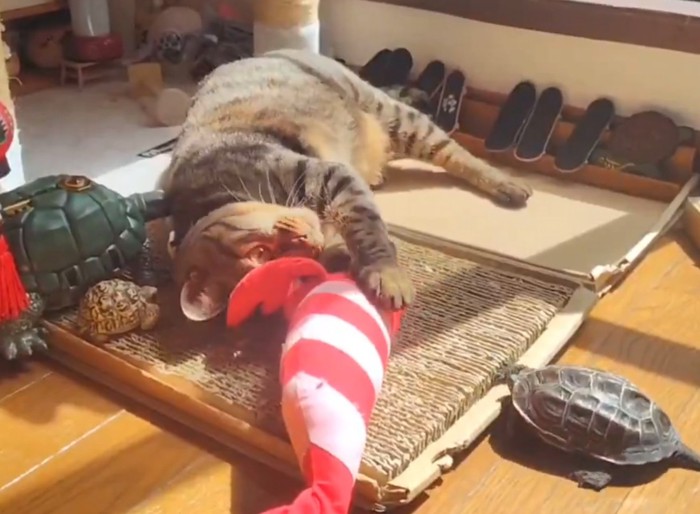 ぬいぐるみで遊ぶ猫