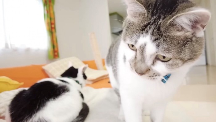 険しい表情の猫のアップと背中を向けて座る猫の姿