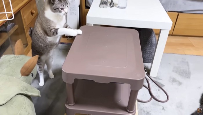 待ちきれない様子のリノちゃん