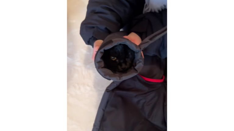 ダウンジャケットの袖の中にいる猫